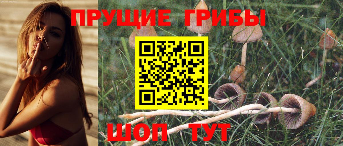 хочу   Вход с VPN  Гусиноозёрск  Галлюциногенные грибы Magic Shrooms 